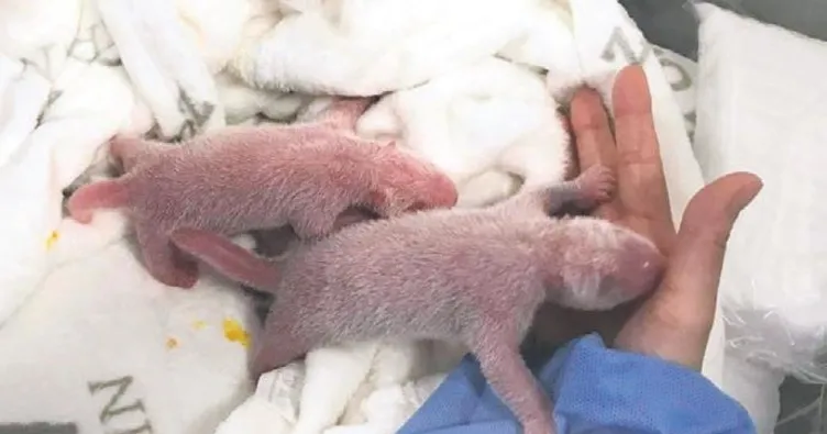 Berlin’de pembe panda sevinci