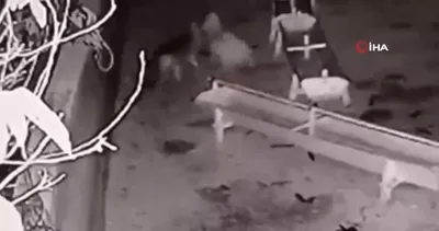 Ağıla giren kurt, 2 koyunu telef etti