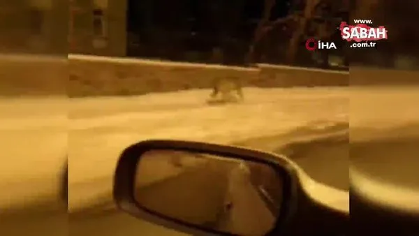 Son dakika! Kars Sarıkamış'ta korkutan görüntü... Caddelerde dolaşırken görüntülendiler | Video