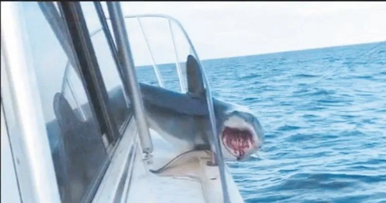 Köpekbalığı tekneye atladı