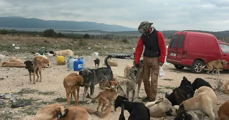 Barınakta 300 sokak hayvanına bakıyorlar