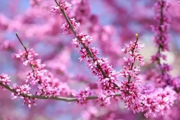 21 Mart Ekinoksu nedir, ekinoks ne demek, neyi etkiliyor? İlkbahar Ekinoksu özellikleri ve Dünya’da bırakacağı etkiler