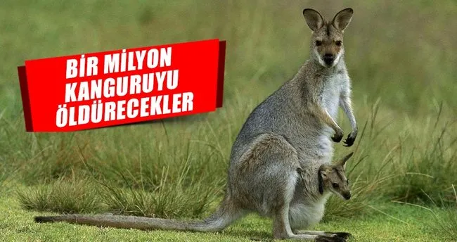 Avustralya bir milyon kanguruyu öldürecek