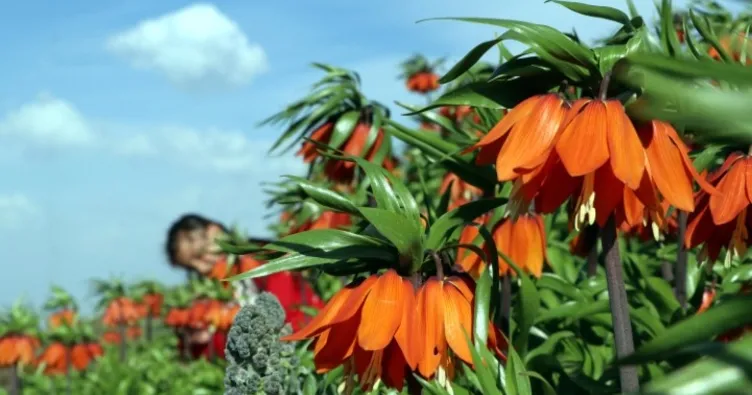 Ters laleler ziyaretçi akınına uğruyor