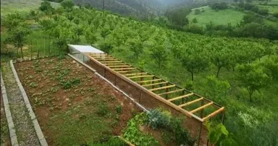 Aç kalan ayılar ,12 Dönümlük meyve bahçesini tarumar etti #gumushane