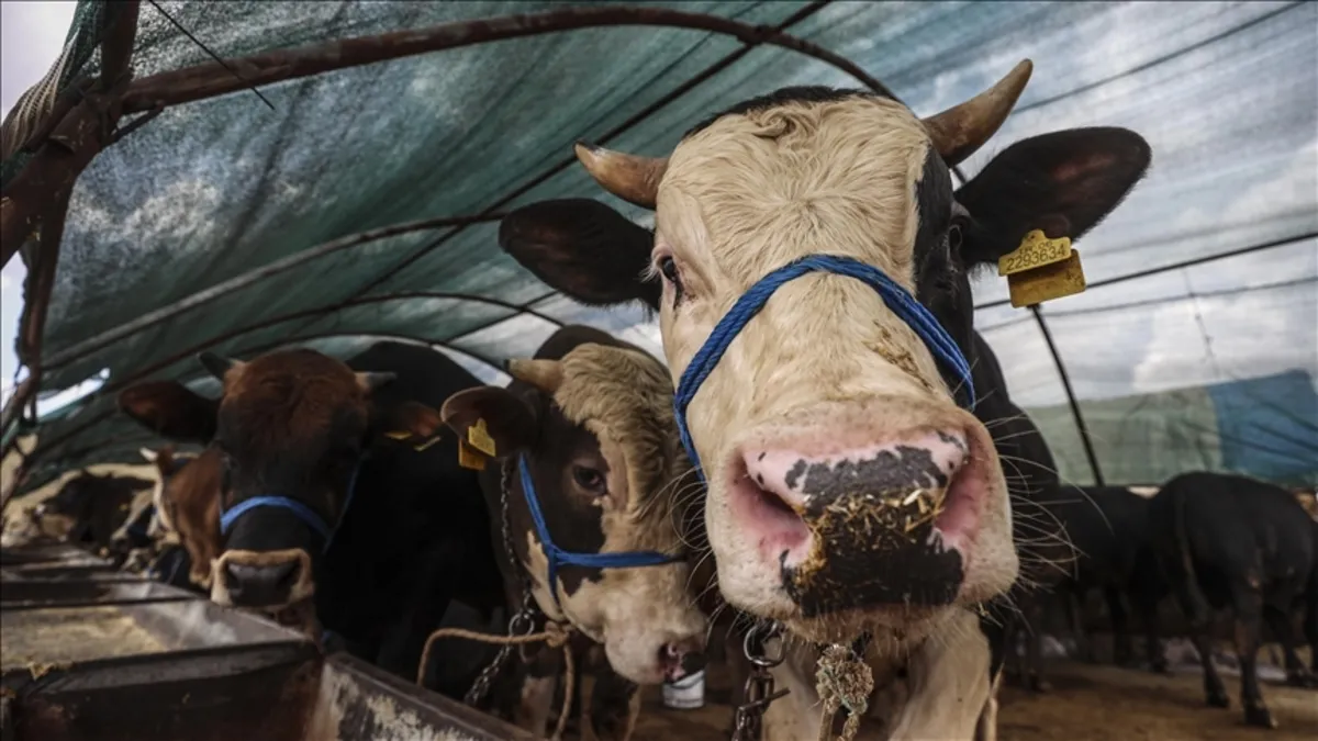 Kurbanlık Fiyatları 2026: Büyükbaş, küçükbaş kurbanlık hisse fiyatları ne kadar, kaç TL oldu?