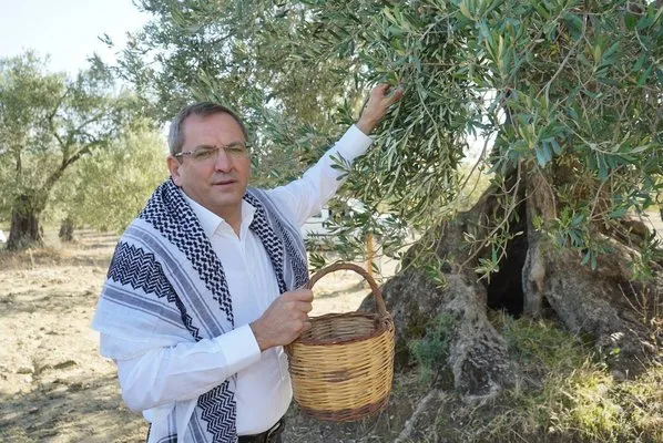 Ayvalık Belediye Başkanı Ergin’den zeytin ağacı tepkisi