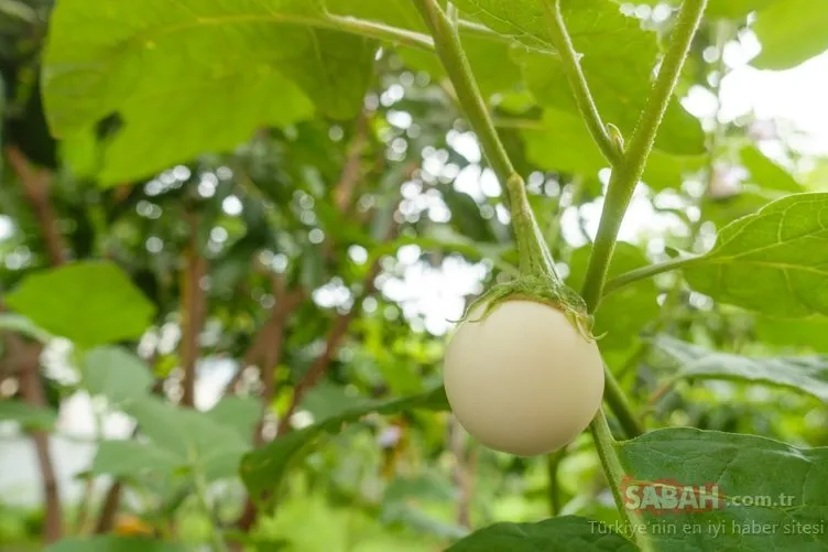 Farklı bir lezzet yumurta çiçeği beyaz patlıcan faydaları ile şaşırtıyor!