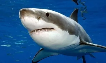 Dehşetin gizemi çözüldü