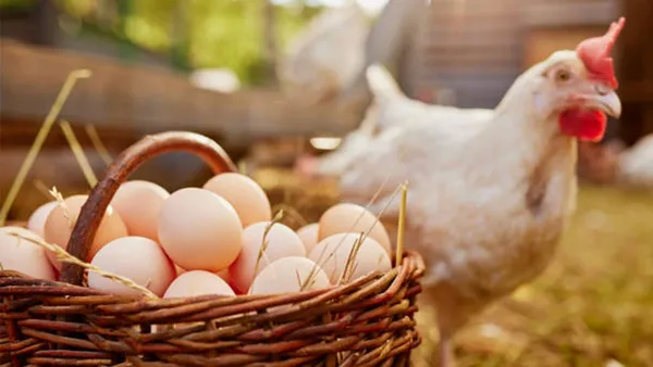tavuk-eti-ve-yumurtada-salgina-karsi-onlem-bakanlik-kumeslere-siki-biyoguvenlik-sartlari-getirdi-1769846591659.png