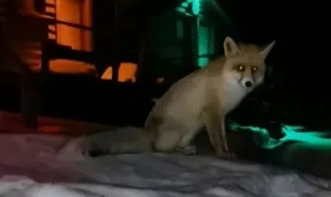 Yavru tilkiyi elleriyle besliyor