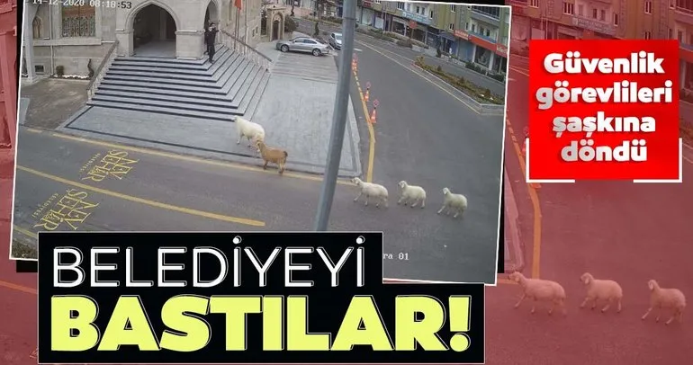 Nevşehir’de 5 kafadar hayvan belediyeyi bastı!