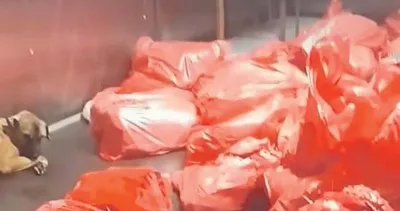 Mansur, elini hayvanlardan çek