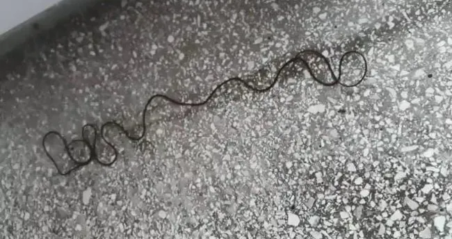 bingol de musluktan 3 metrelik yilan