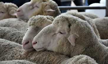 Kurban keserken besmele çekmenin hükmü nedir, unutulursa ne olur? İşte Allah’ın ismini anmanın dini hükmü