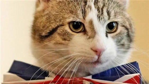 İngiltere Dışişleri Bakanlığı’nda bir kedi kadroya alındı