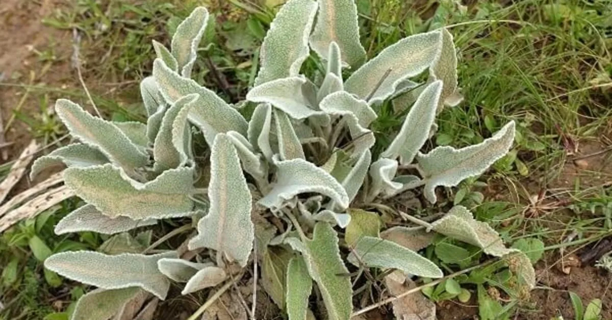 calba otu nedir faydalari nelerdir