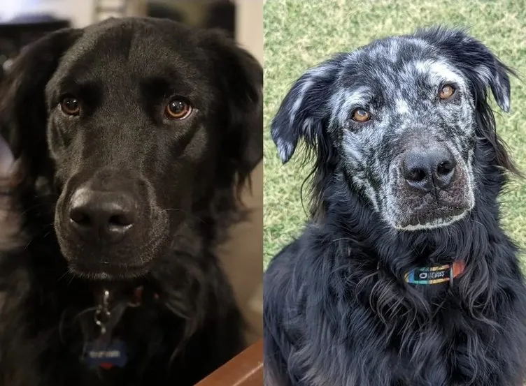 2 yıl içerisinde bembeyaz oldu! Siyah köpeğin son hali görenleri şaşırttı