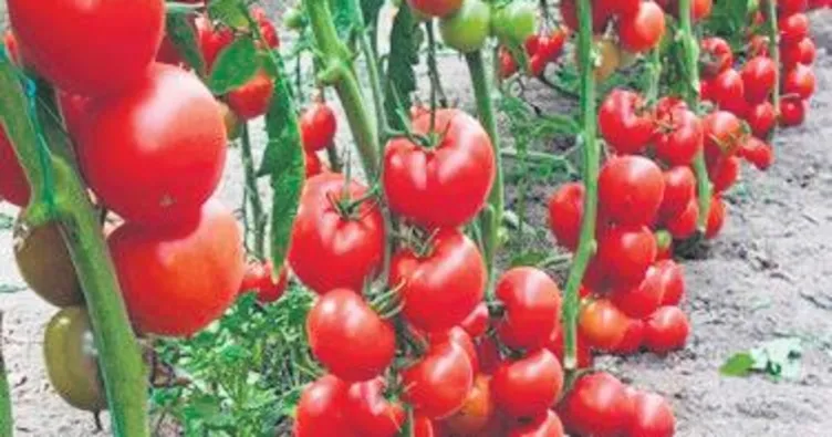 Bitkiler de çığlık atıyor