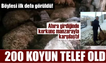 Bitlis’te 200 koyun samandan zehirlendi!