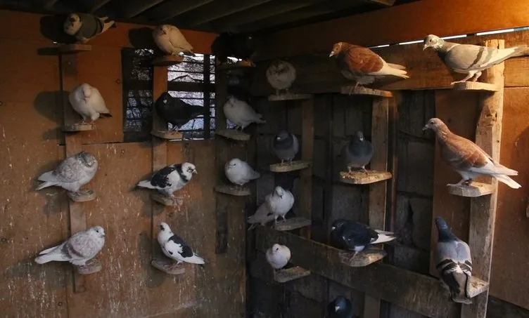 Şanlıurfa’da kuş kapma yarışması