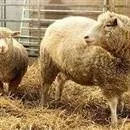 ’’Dolly’’ adlı koyunun İskoçya’daki Roslin Enstitüsünde kopyalandığı duyuruldu