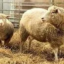 ’’Dolly’’ adlı koyunun İskoçya’daki Roslin Enstitüsünde kopyalandığı duyuruldu