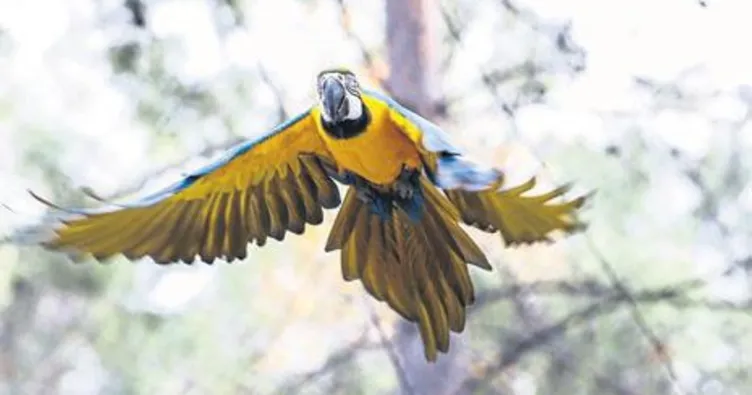 Aşuk ve Maşuk elle besleniyor