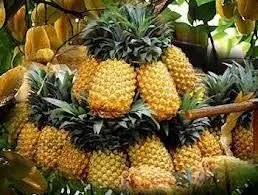 Ananasın faydaları