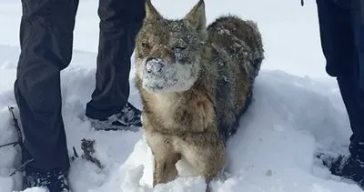 Sivas’ta bu halde bulundu! Görenler şoke oldu...