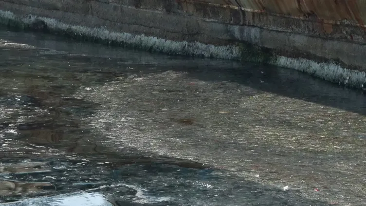 Denizanası müsilajı her yeri sardı: Manzara korkunç! Uzman isim altını çizerek vurguladı