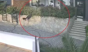 Ordu’da komşu kavgası: Doktorun iteklediği kadın ağır yaralandı! #ordu