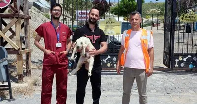 Kurbanda kaçan koyun ve kuzular için eve dönüş vakti #kayseri