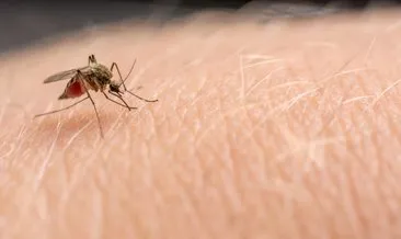 Dünya Sağlık Örgütü açıkladı! Corona virüsü sivrisinek aracılığıyla bulaşır mı?