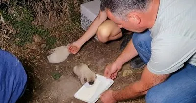 Annesiz kalan ve ölmek üzere olan yavrulara üniversite öğrencisi sahip çıktı #kirikkale
