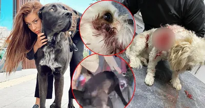 Türkiye bu olayı konuşuyor: Banu Parlak’ın köpeği Drago dehşet saçtı!