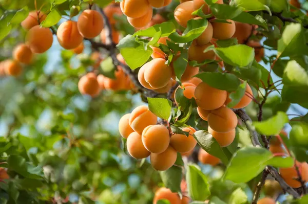 5000-yillik-lezzet-turkiyenin-kayisidaki-gucu-dudak-ucuklatiyor-1786867516798.jpg