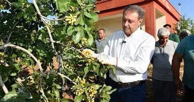 Vali Şıldak fıstık hasadına katıldı #sanliurfa