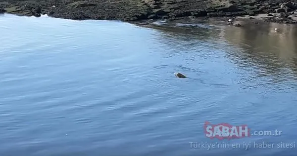 Gizemli deniz yaratığı balıkçıyı şaşkına çevirdi!