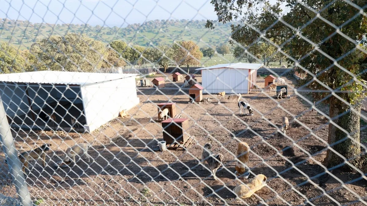 Sahiplendiği 2 köpeği sokağa atan kadına 172 bin lira ceza kesildi Sahiplendiği 2 köpeği sokağa atan kadına 172 bin lira ceza kesildi