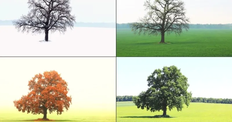 Mevsimler nasıl oluşur? Mevsimlerin oluşumu detaylı anlatım