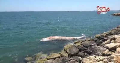 Dünyanın en büyük ikinci balinası, Mersin’de karaya vurdu | Video