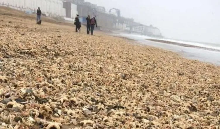 İngiltere’de binlerce deniz canlısı karaya vurdu