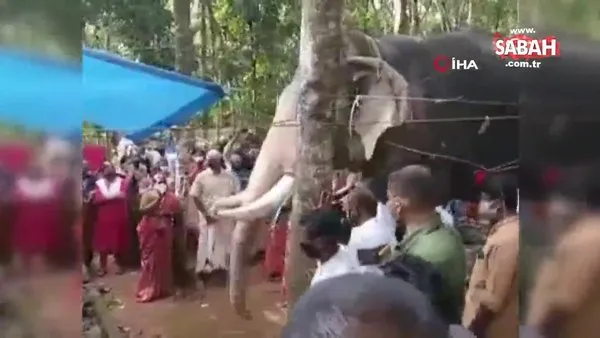 Hindistan'da bir fil, ölen bakıcısını son kez görmek için kilometrelerce yol yürüdü | Video