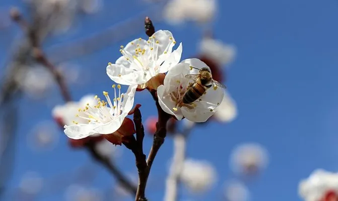 Kartpostal değil gerçek: İlkbaharın müjdecisi çiçekler etrafı süsledi