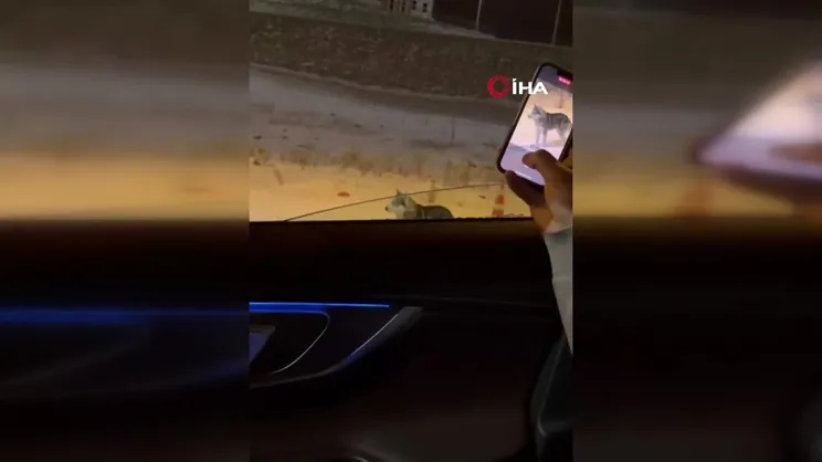 Ardahan'da şehre inen kurt görüntülendi