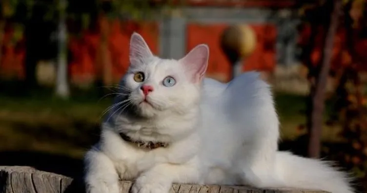 Helsinki Üniversitesi’nin ’Van kedisi’ araştırmasına tepki: Bu unvanı asla kabul etmiyoruz