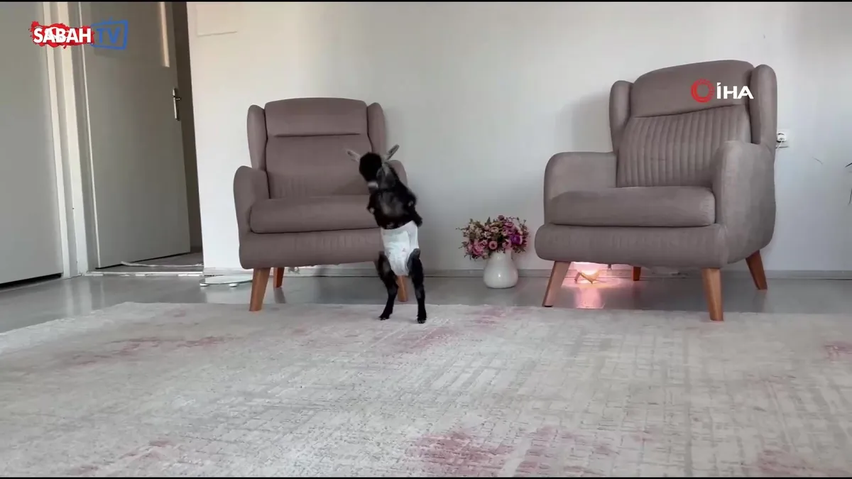Altını bağlayıp, biberonla besliyorlar: Karabük’te bir çift, doğuştan engelli yavru keçiyi sahiplendi | Video videosunu izle Altını bağlayıp, biberonla besliyorlar: Karabük’te bir çift, doğuştan engelli yavru keçiyi sahiplendi | Video videosunu izle
