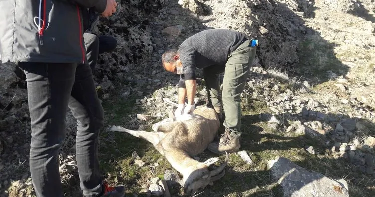 Tunceli’de 8 yaban keçisi ölmüş halde bulundu