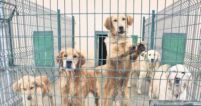 Mama lobisinden sanal baskı! Sokak hayvanları yasası için halk ne diyor?